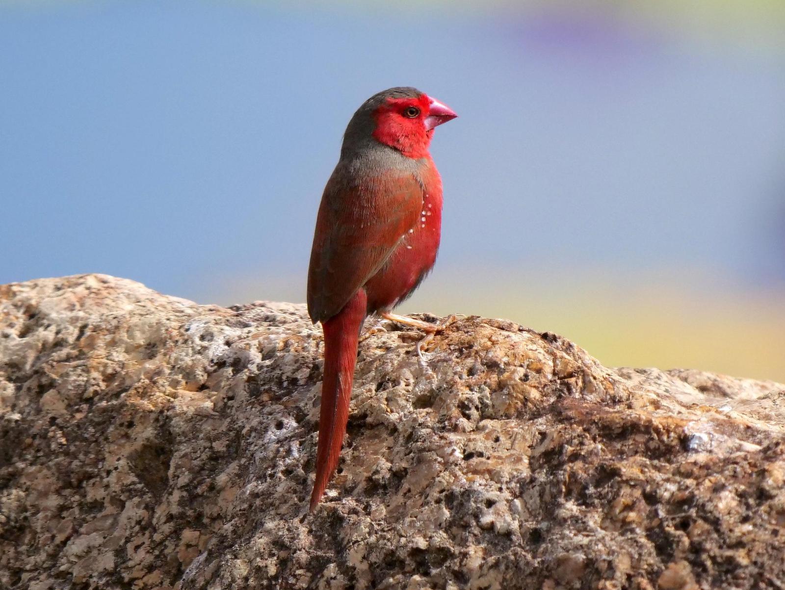 Crimson Finch Photo by Peter Lowe