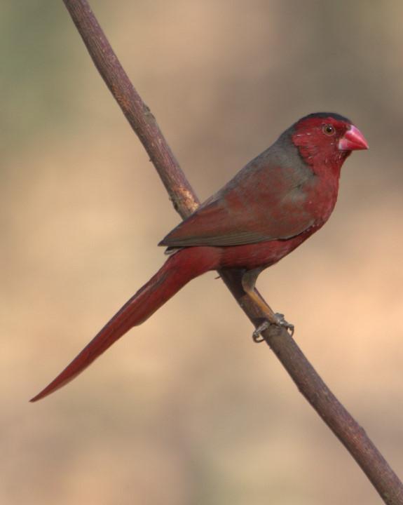 Crimson Finch Photo by Mat Gilfedder