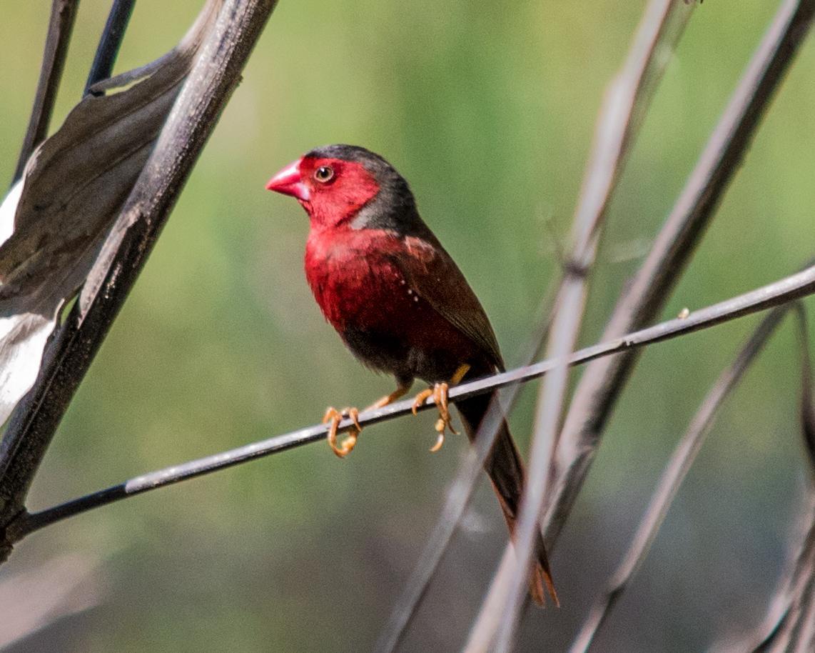 Crimson Finch Photo by Mark Baldwin