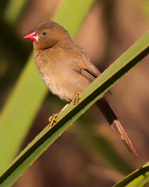 Crimson Finch Photo by Mat Gilfedder