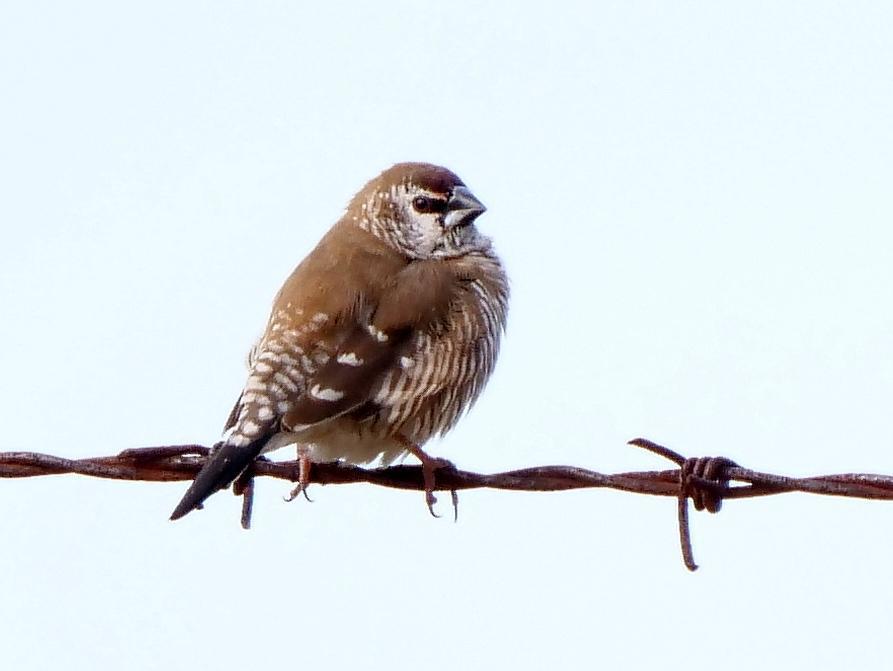 Plum-headed Finch Photo by Peter Lowe