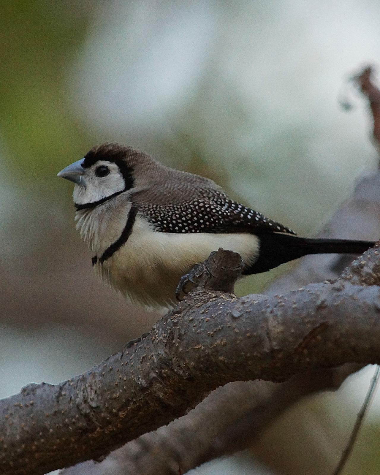 Double-barred Finch Photo by Steve Percival