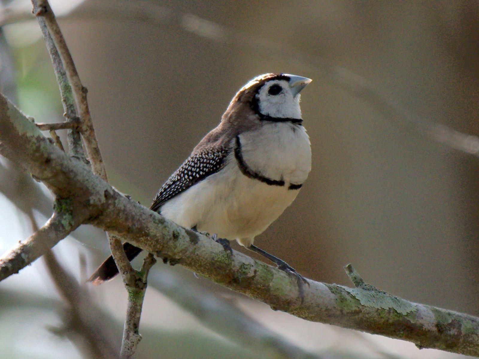 Double-barred Finch Photo by Peter Lowe