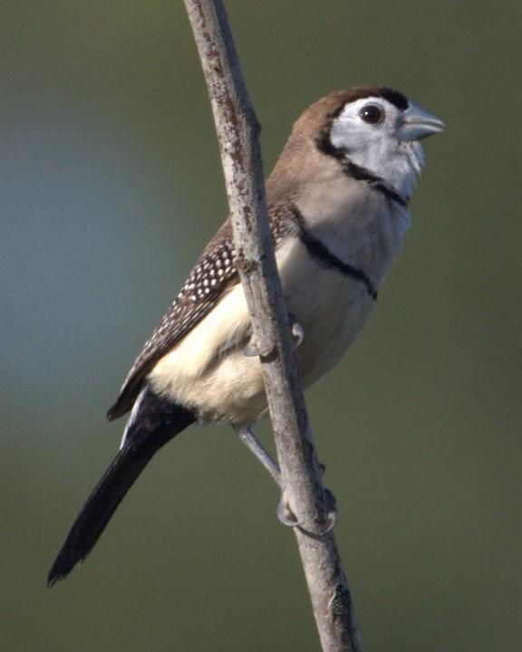 Double-barred Finch Photo by Mat Gilfedder