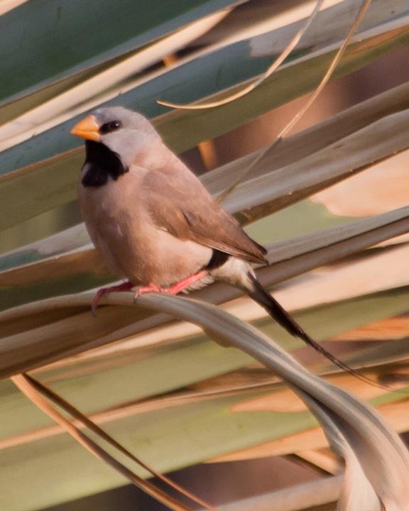 Long-tailed Finch Photo by Mat Gilfedder