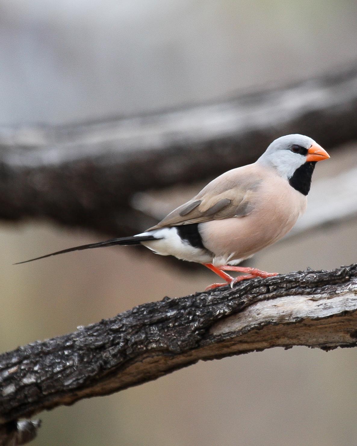 Long-tailed Finch Photo by Robert Lewis