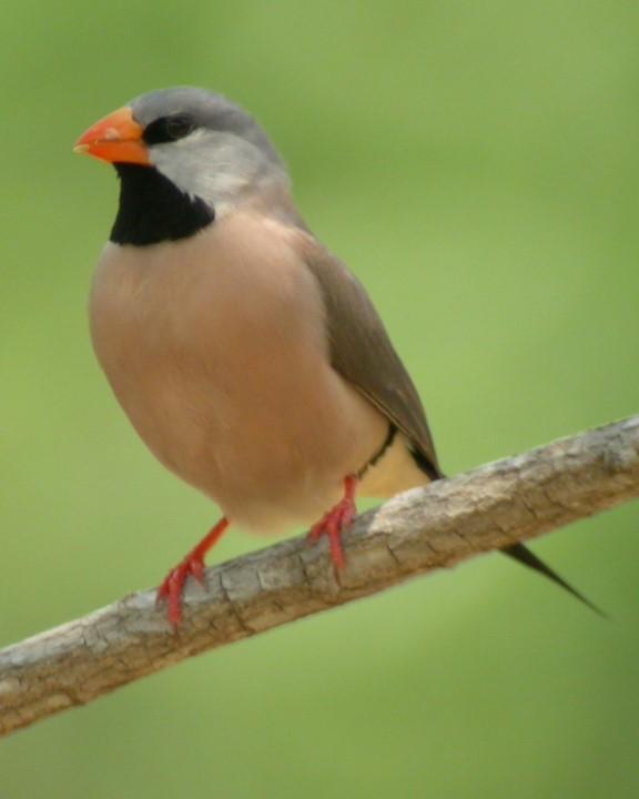 Long-tailed Finch Photo by Mat Gilfedder