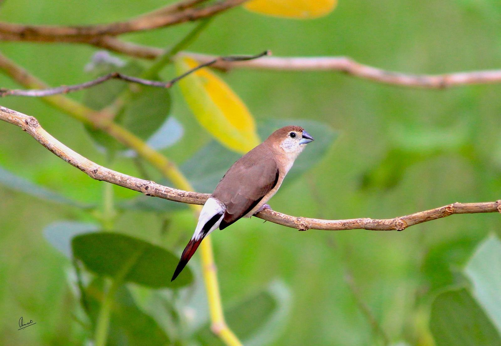 Indian Silverbill Photo by Vineet Sankhla 