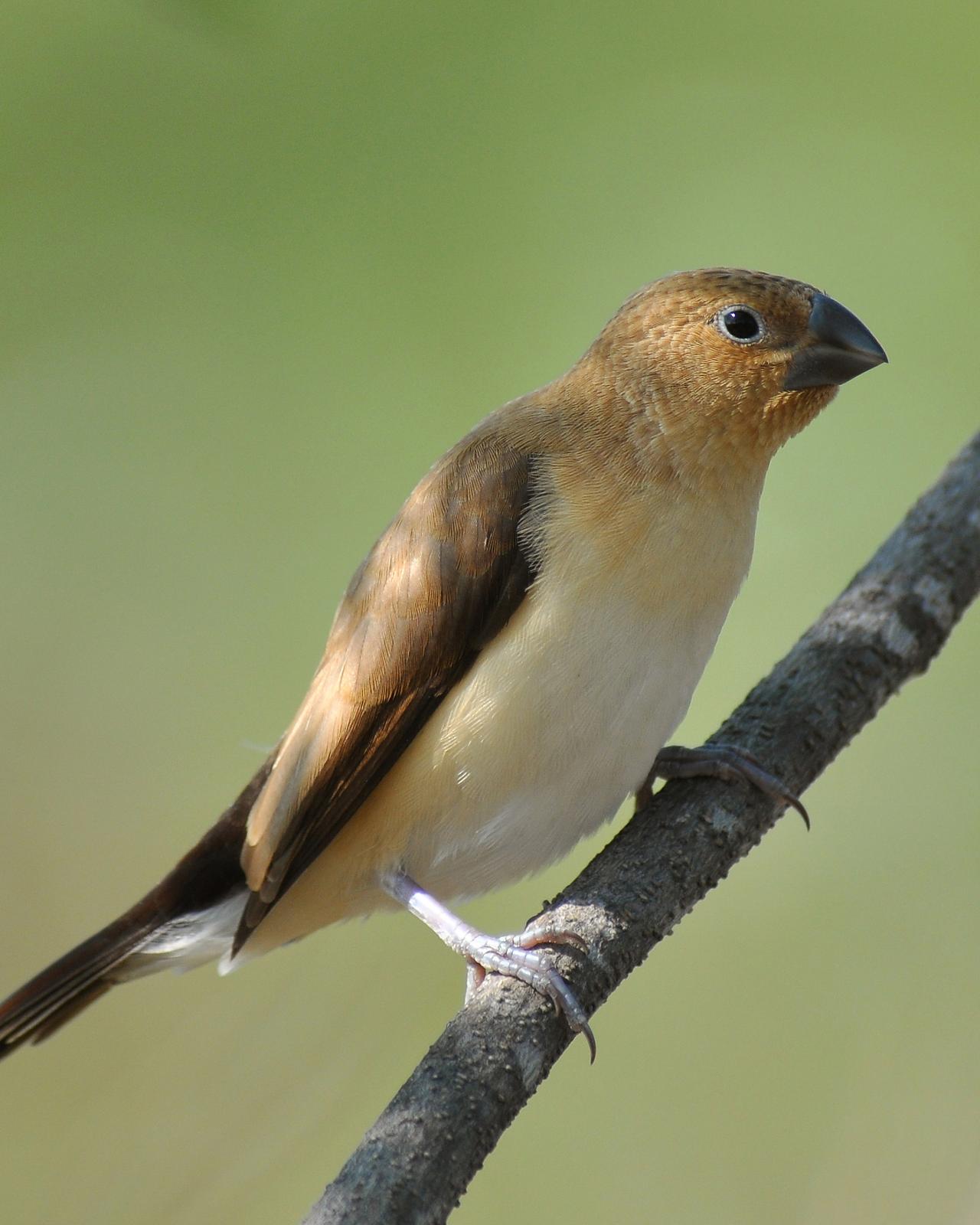 African Silverbill Photo by Ryan P. O'Donnell