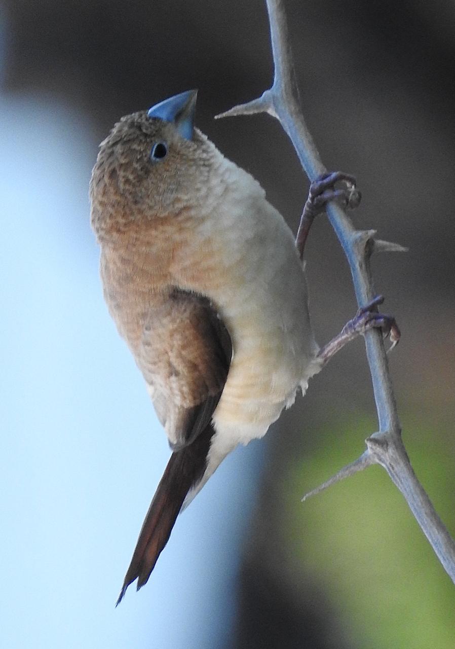 African Silverbill Photo by Brian Avent