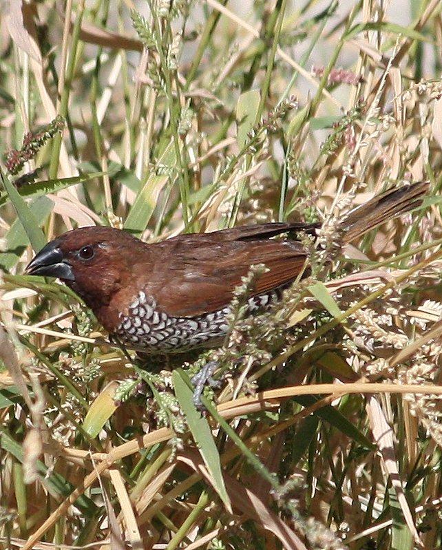 Scaly-breasted Munia Photo by Andrew Core