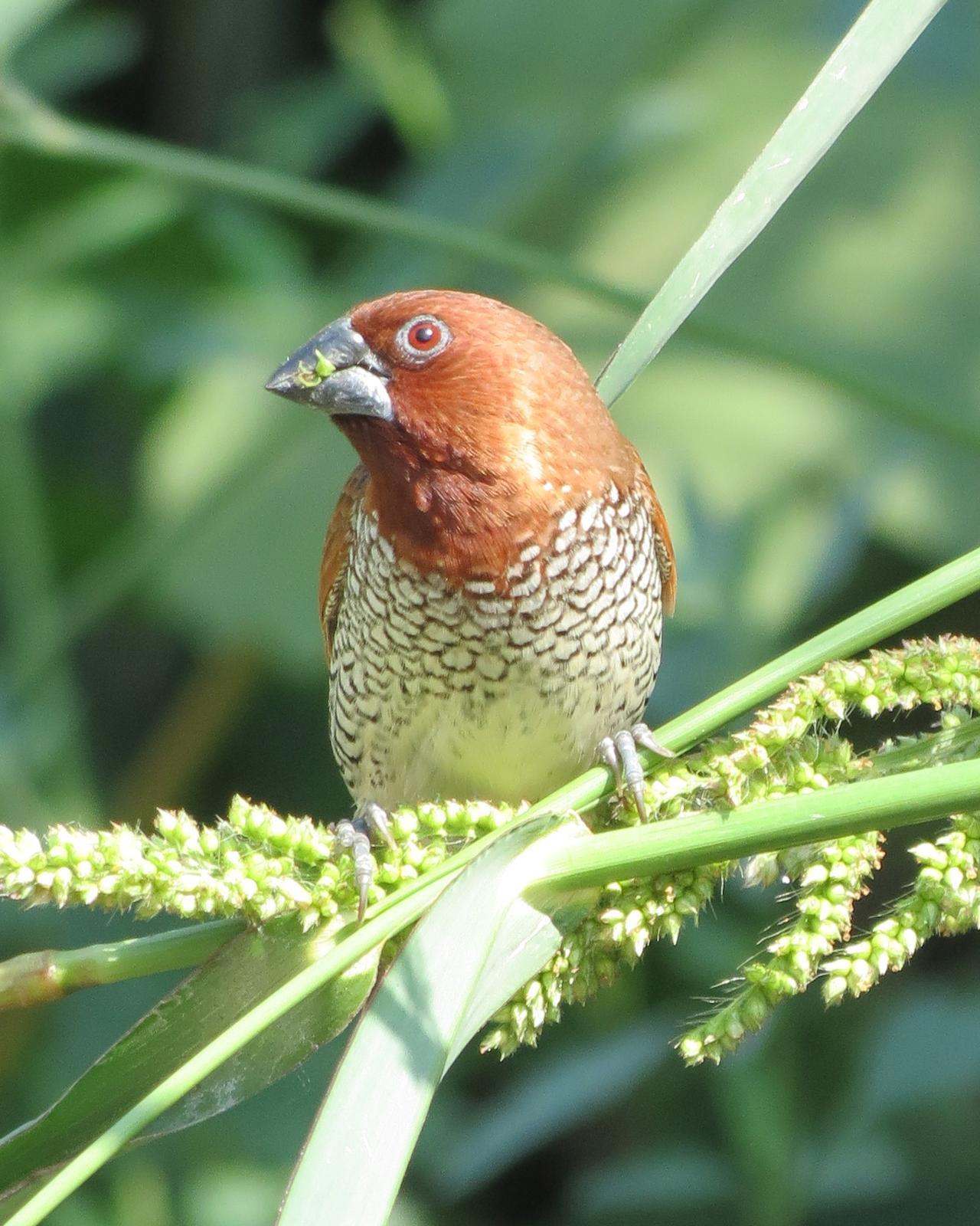 Scaly-breasted Munia Photo by David Bell