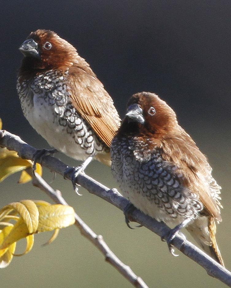 Scaly-breasted Munia Photo by Isaac Sanchez