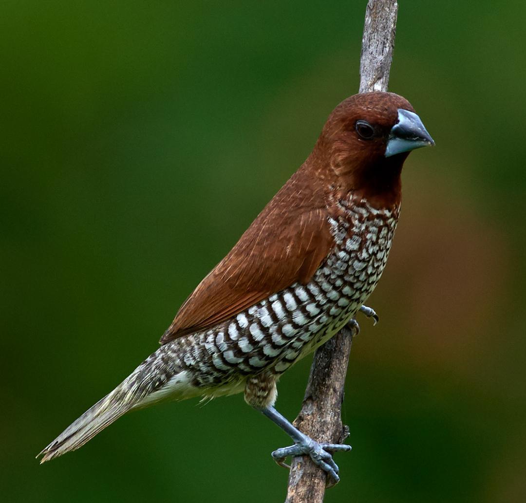 Scaly-breasted Munia Photo by Mohammed Ambah