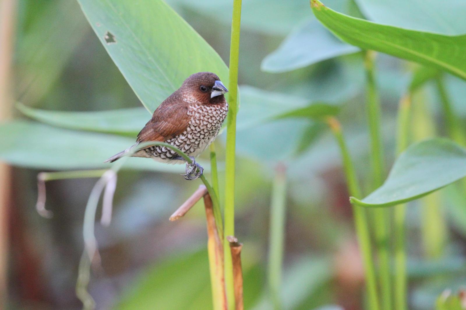 Scaly-breasted Munia Photo by Steven Cheong