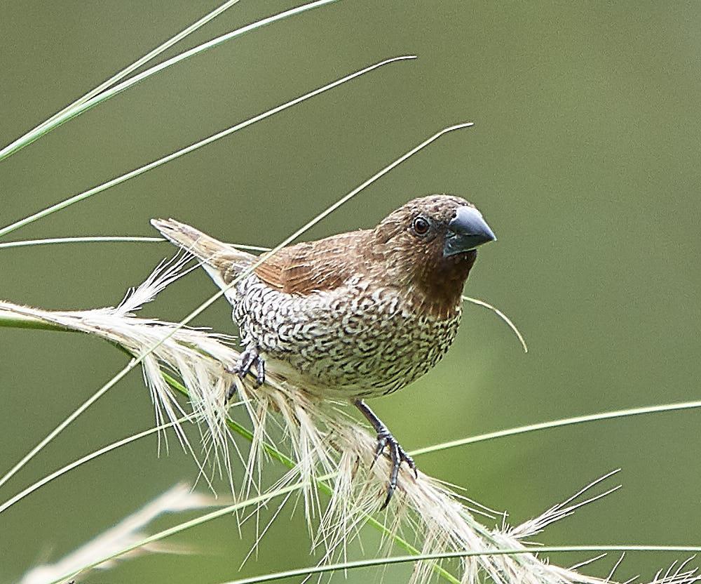 Scaly-breasted Munia Photo by Steven Cheong