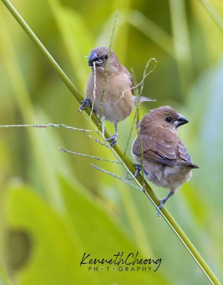 Scaly-breasted Munia Photo by Kenneth Cheong