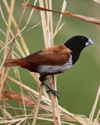 Tricolored Munia Photo by Amy McAndrews