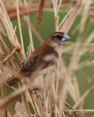 Tricolored Munia Photo by Amy McAndrews
