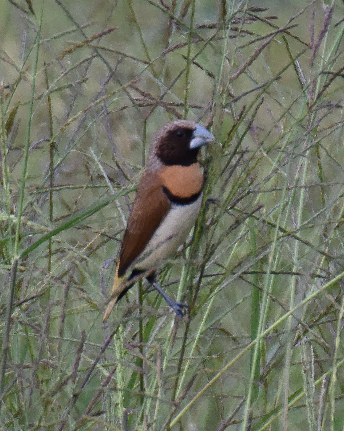 Chestnut-breasted Munia Photo by Emily Percival