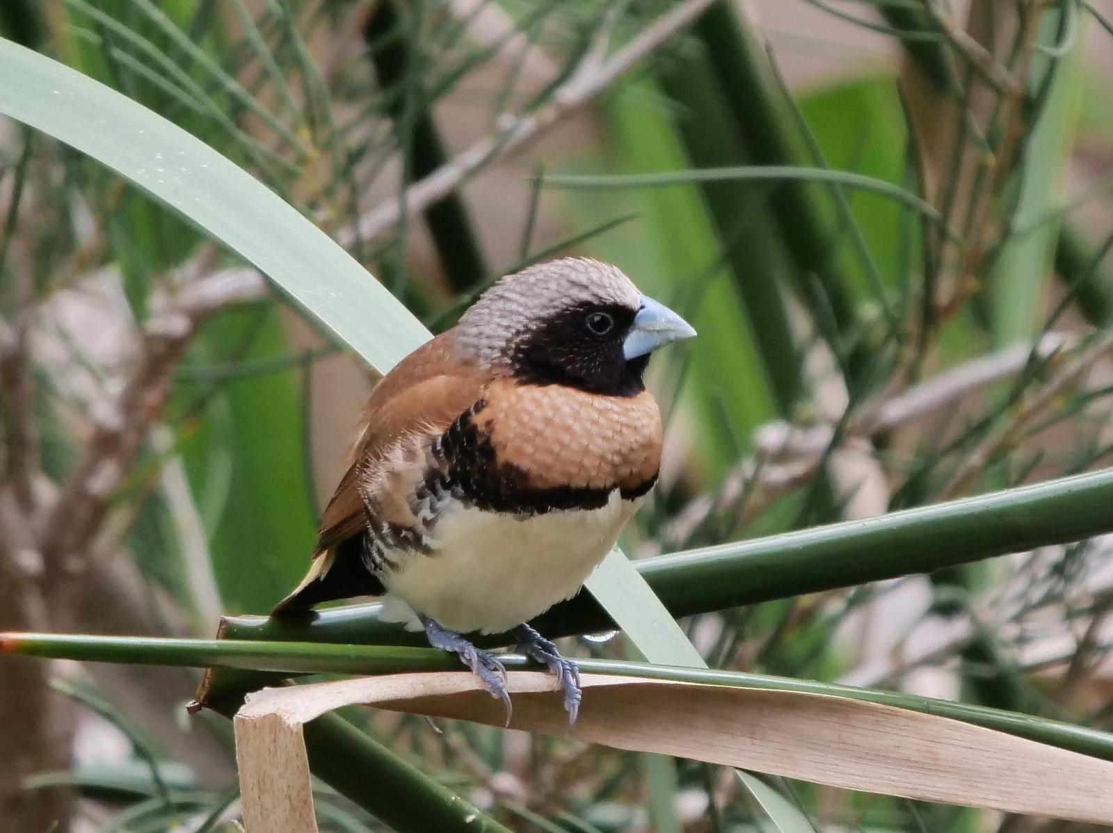 Chestnut-breasted Munia Photo by Peter Lowe