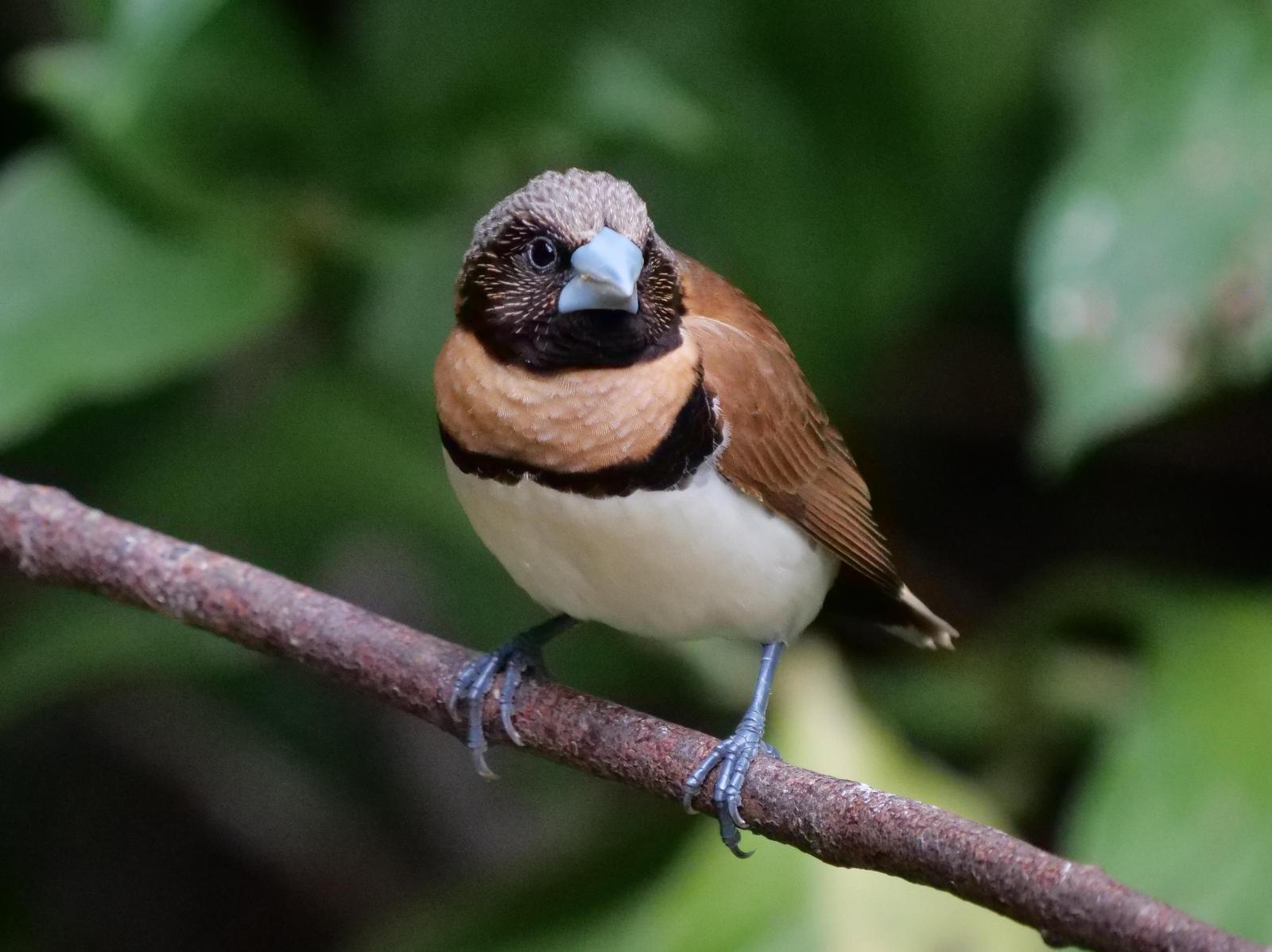 Chestnut-breasted Munia Photo by Peter Lowe