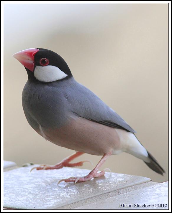 Java Sparrow Photo by Alison Sheehey