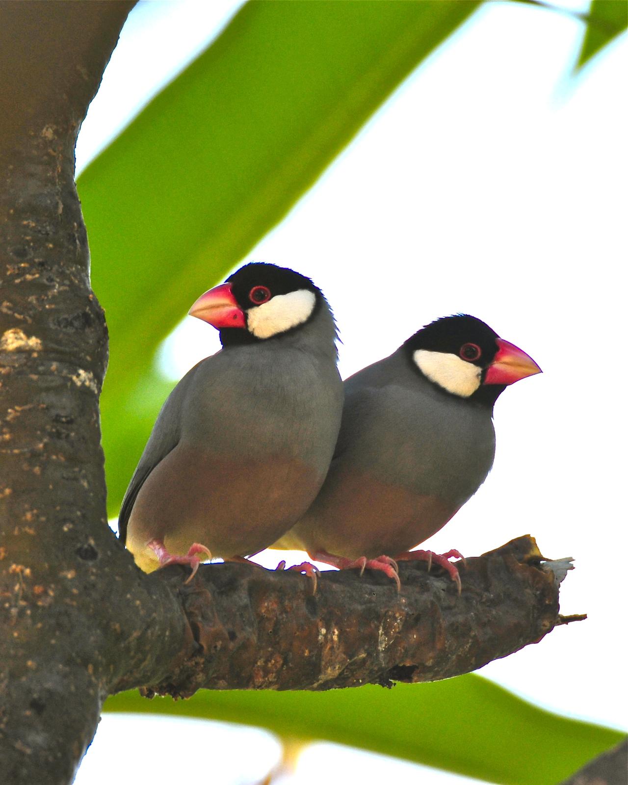 Java Sparrow Photo by Gerald Friesen