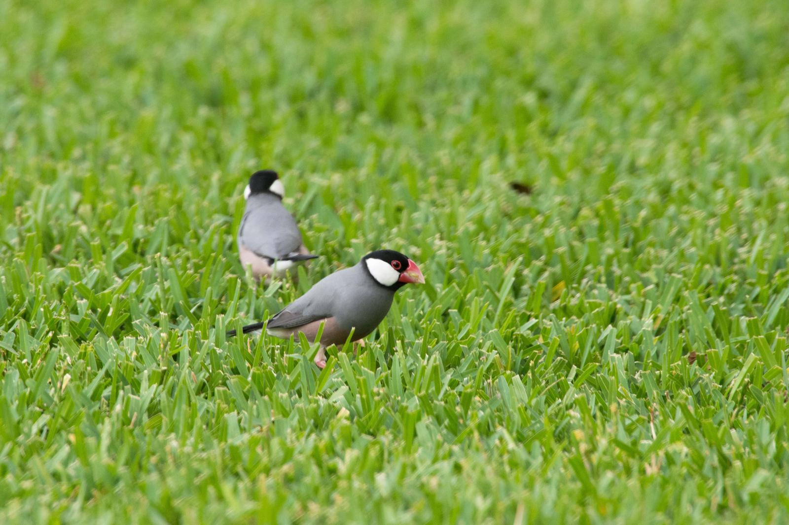 Java Sparrow Photo by Joseph Angstman