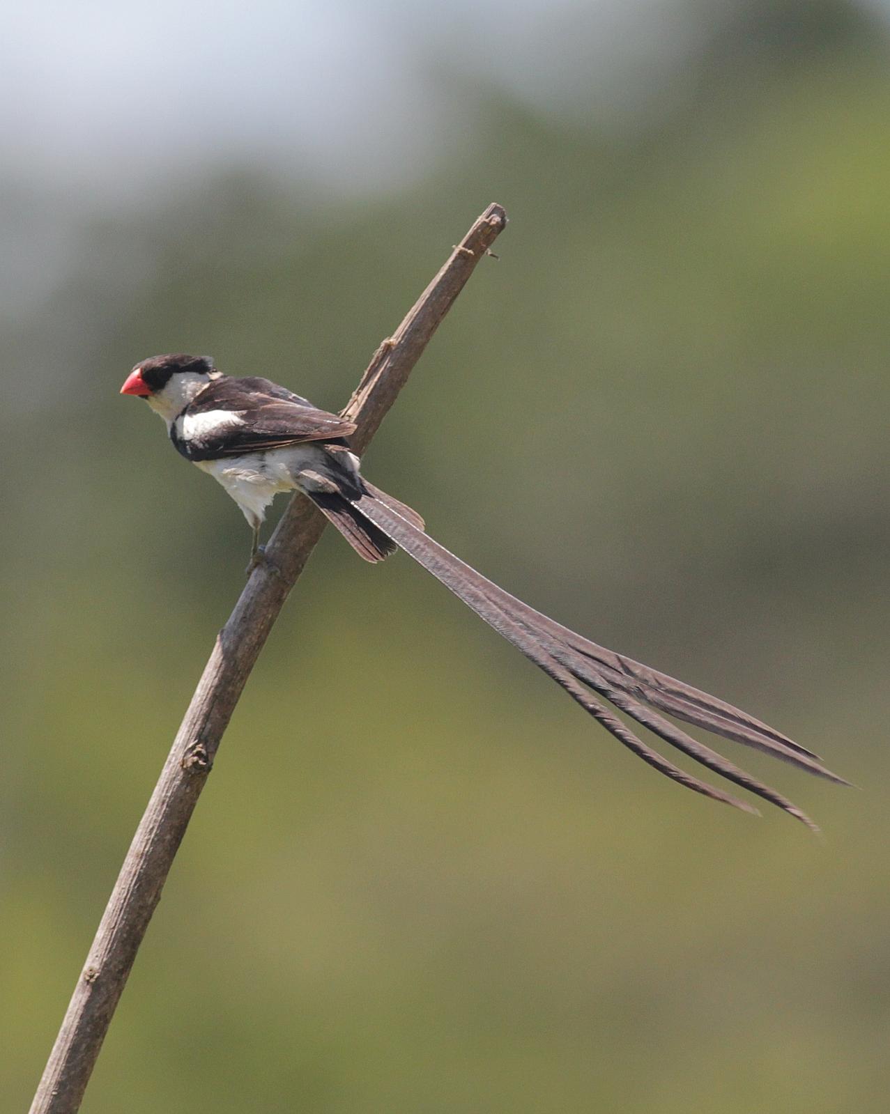 Pin-tailed Whydah Photo by Alex Lamoreaux