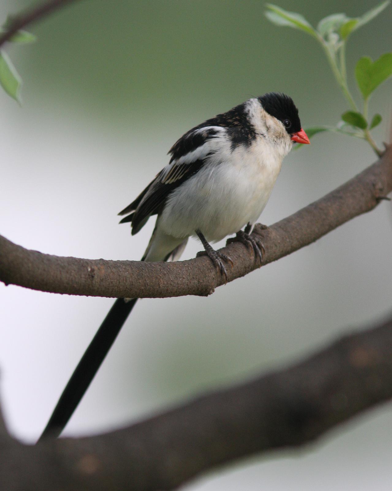 Pin-tailed Whydah Photo by Henk Baptist