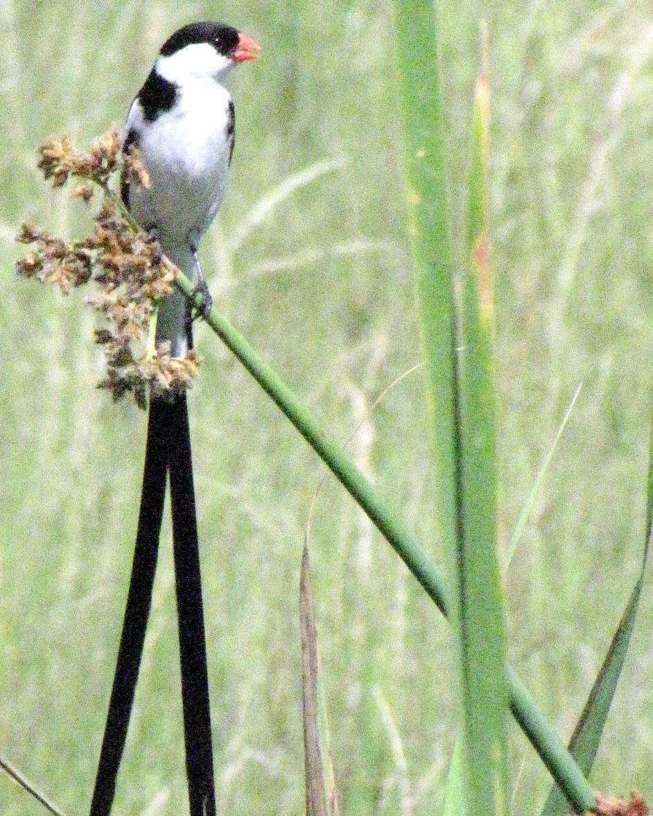 Pin-tailed Whydah Photo by Richard  Lowe