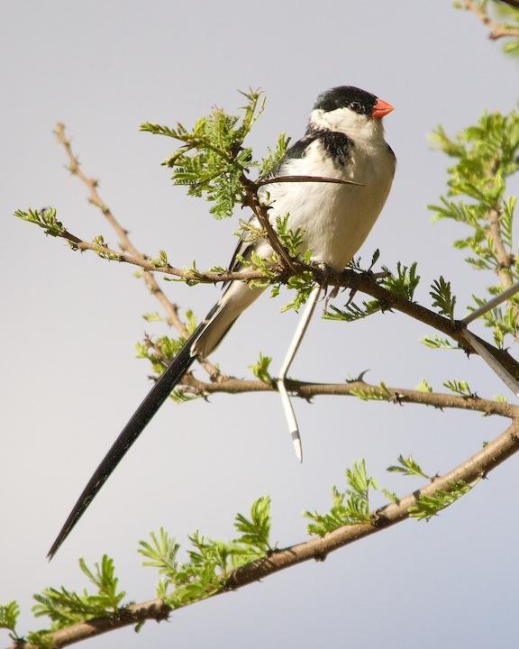 Pin-tailed Whydah Photo by Denis Rivard