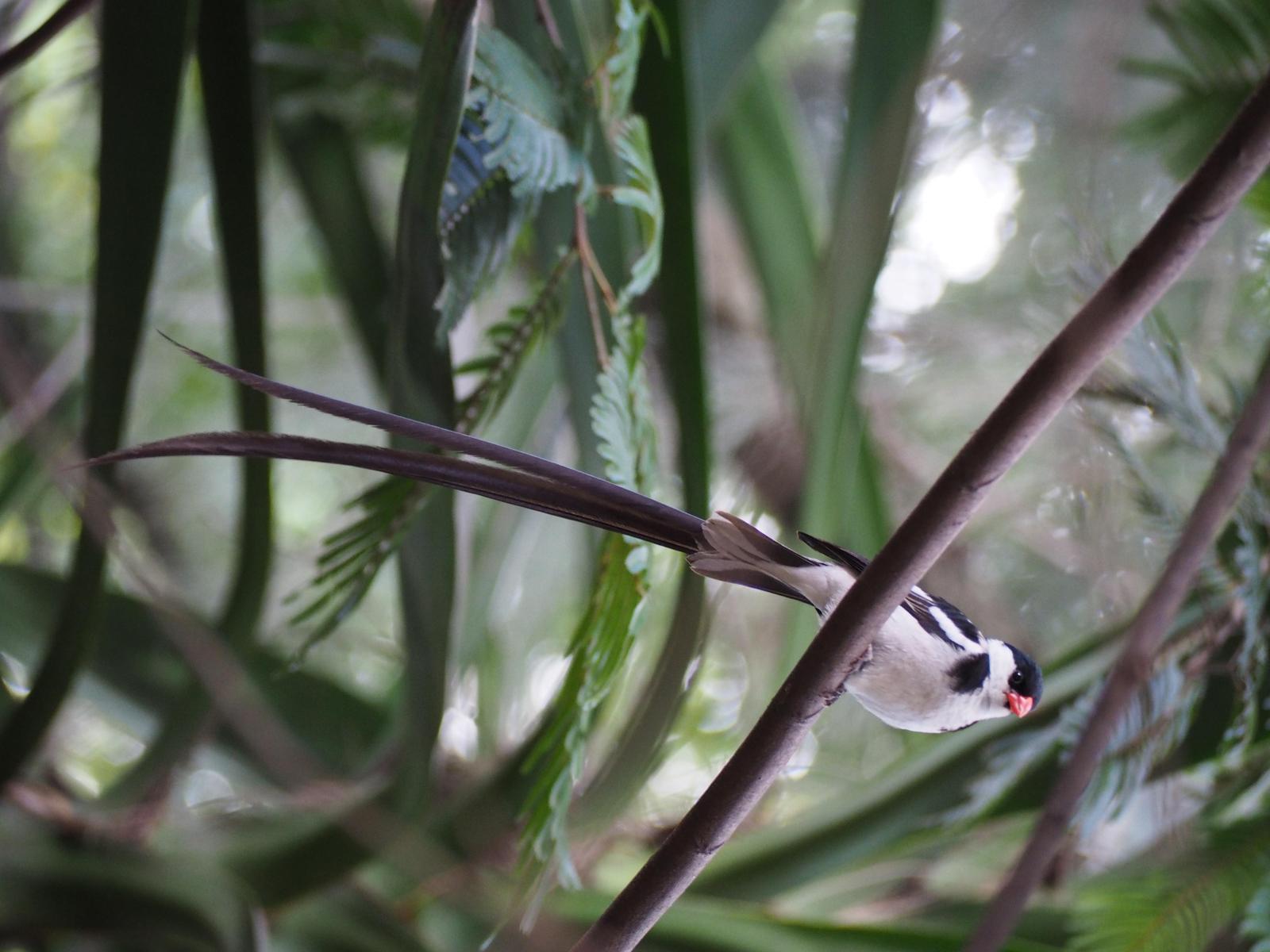 Pin-tailed Whydah Photo by Colin Hill