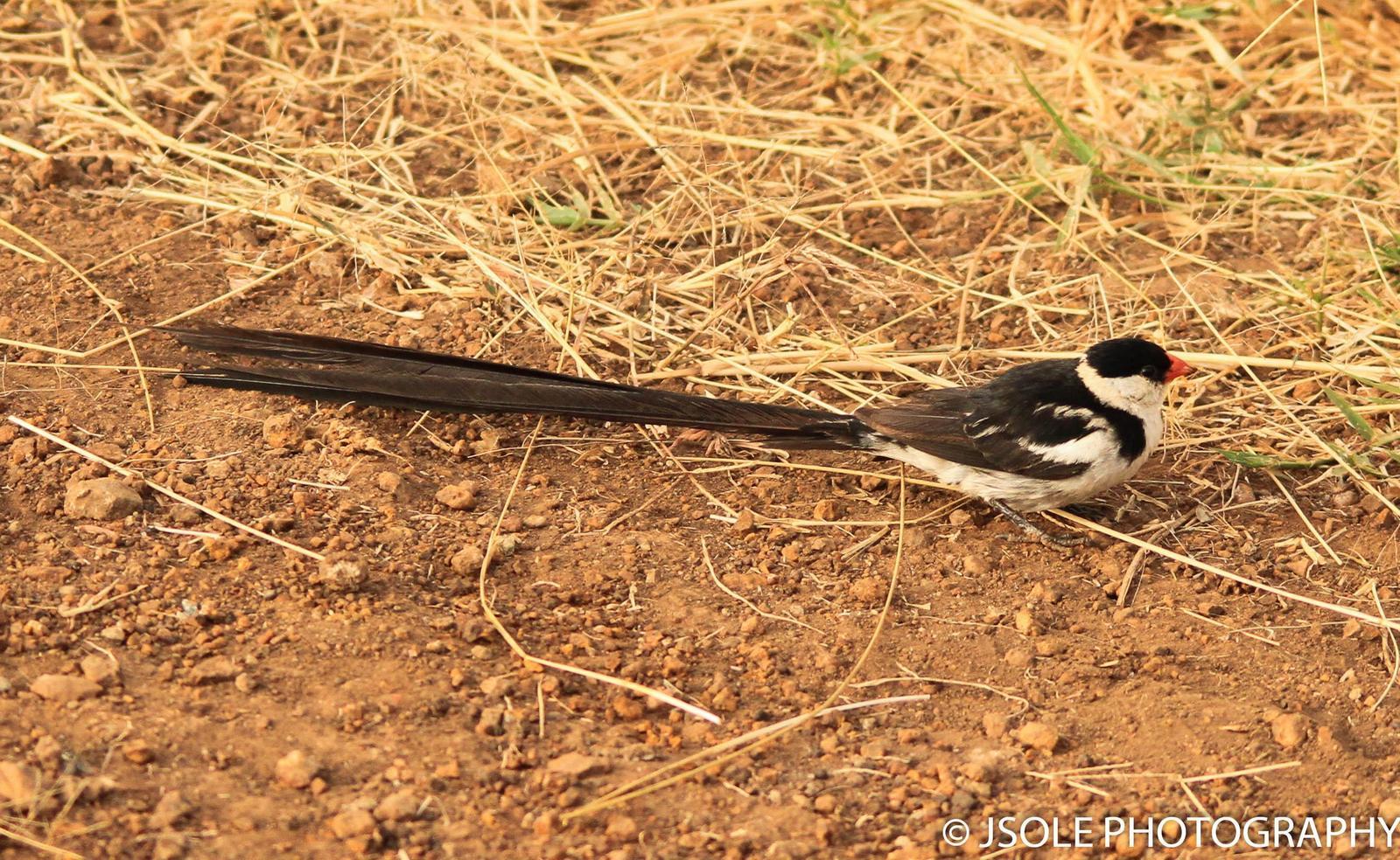 Pin-tailed Whydah Photo by Jeffery Sole