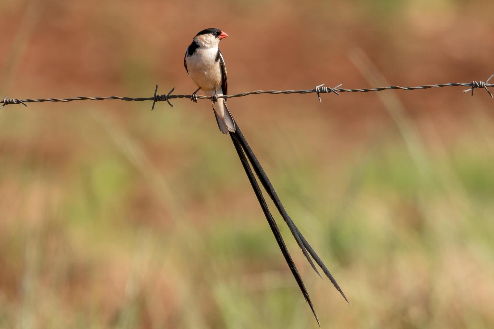 Pin-tailed Whydah Photo by Gerald Hoekstra