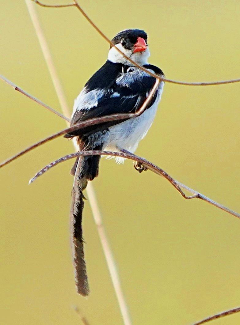 Pin-tailed Whydah Photo by Steven Cheong