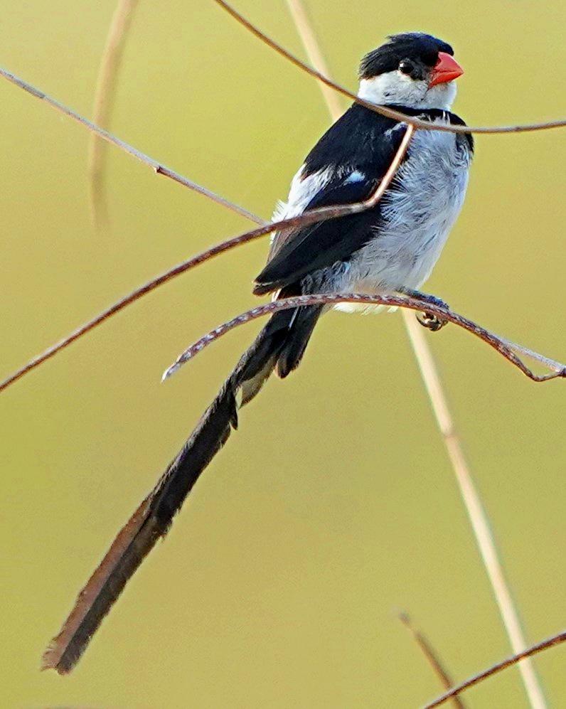 Pin-tailed Whydah Photo by Steven Cheong