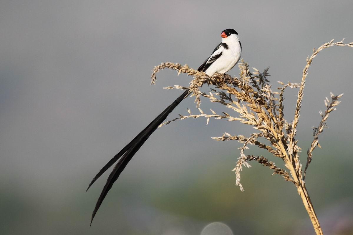 Pin-tailed Whydah Photo by Fan Song