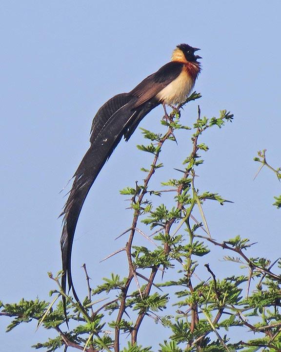 Exclamatory Paradise-Whydah Photo by Peter Boesman