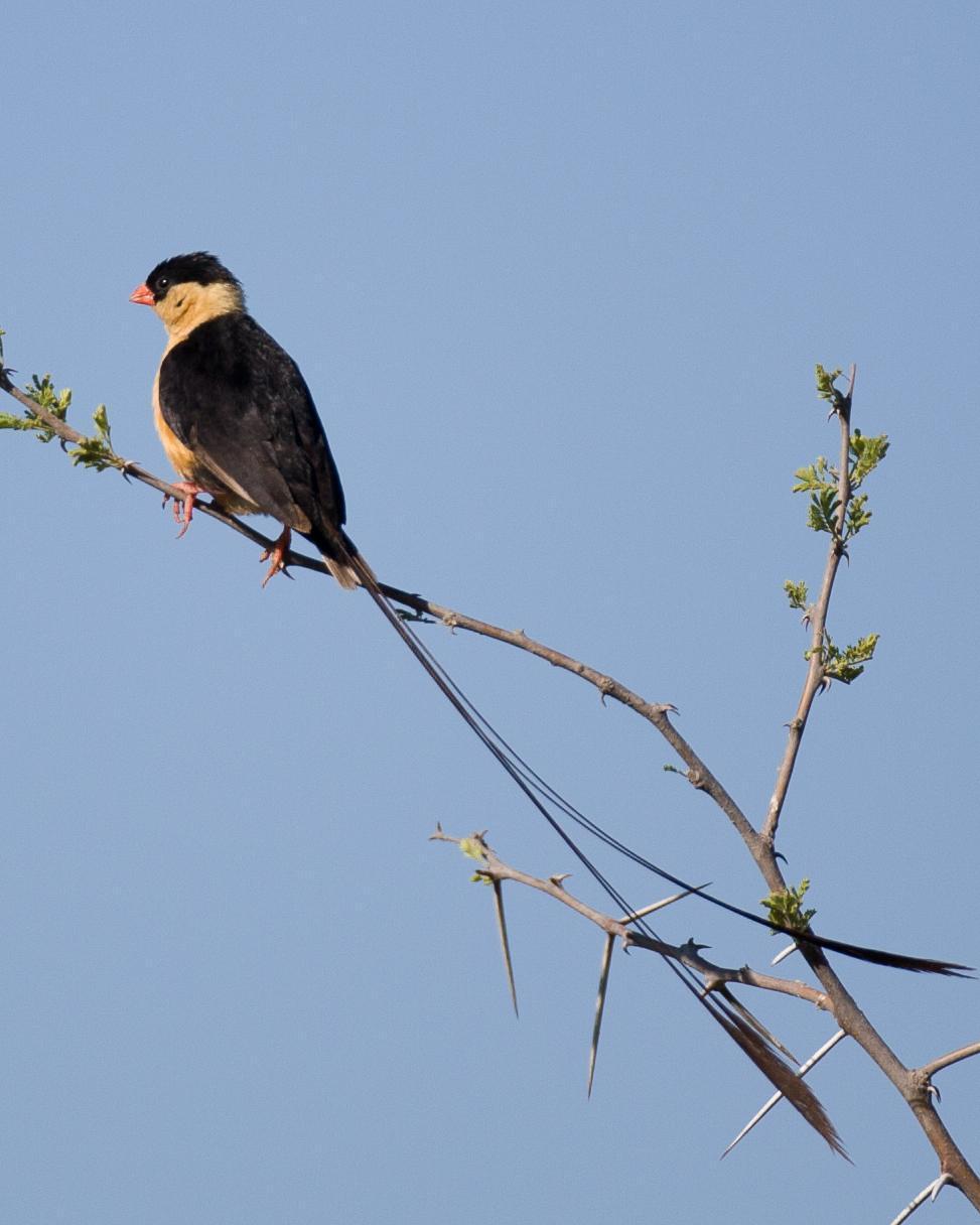 Shaft-tailed Whydah Photo by Robert Lewis