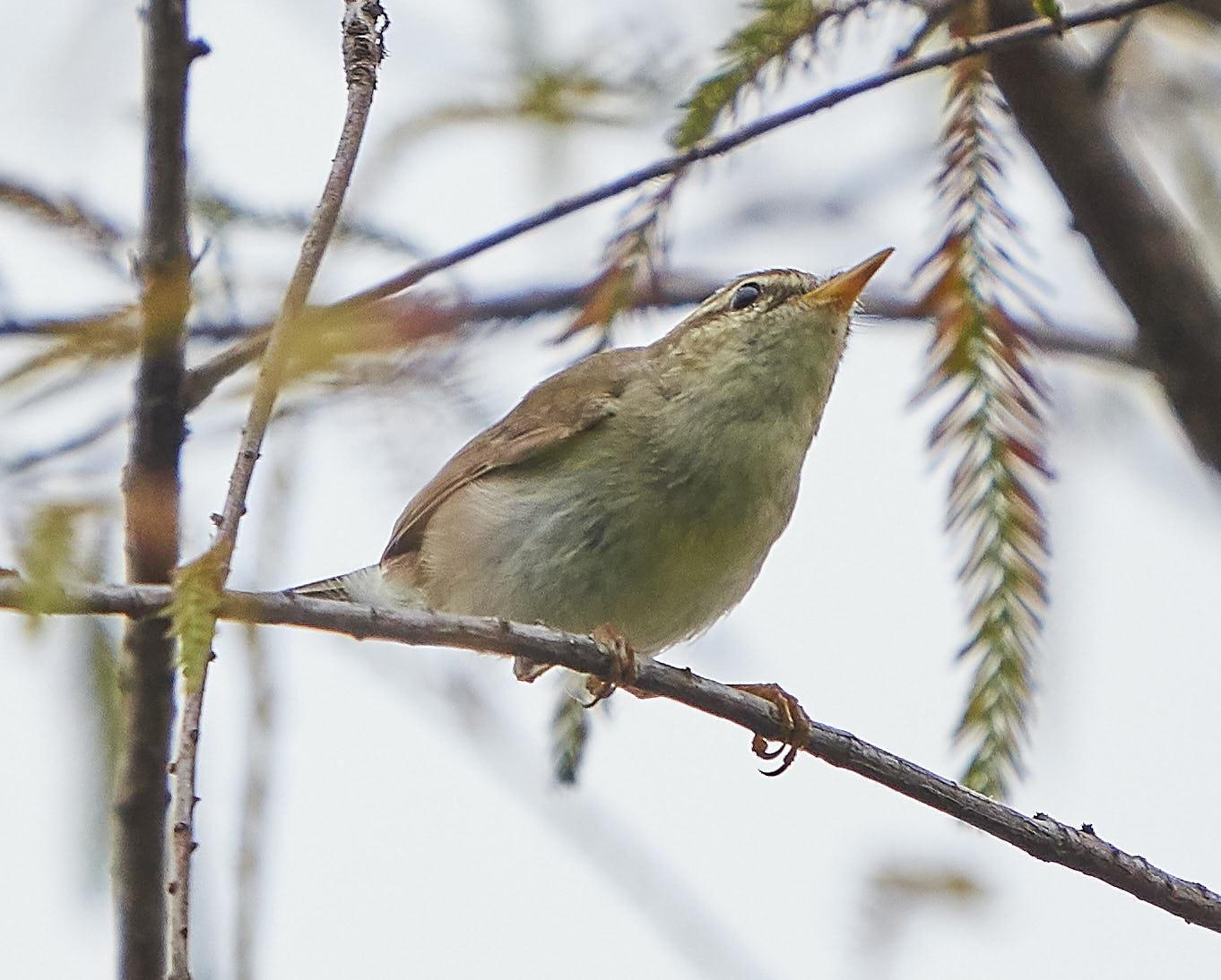 Arctic Warbler Photo by Steven Cheong