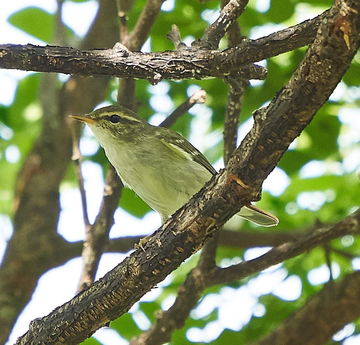 Arctic Warbler Photo by Steven Cheong