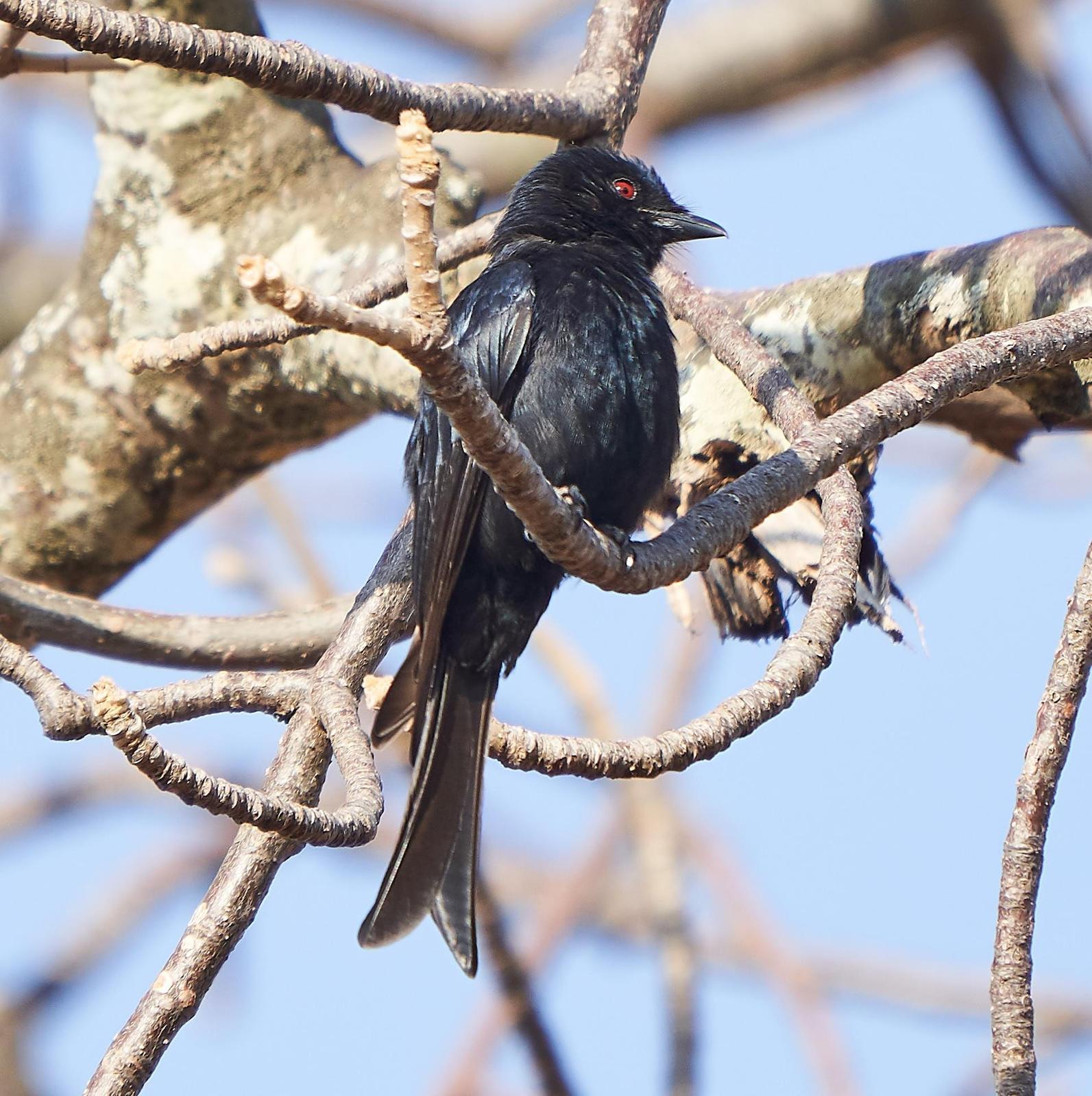 Fork-tailed Drongo-Cuckoo Photo by Steven Cheong