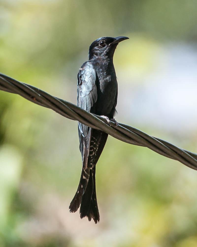 Square-tailed Drongo-Cuckoo Photo by Tom Reynolds
