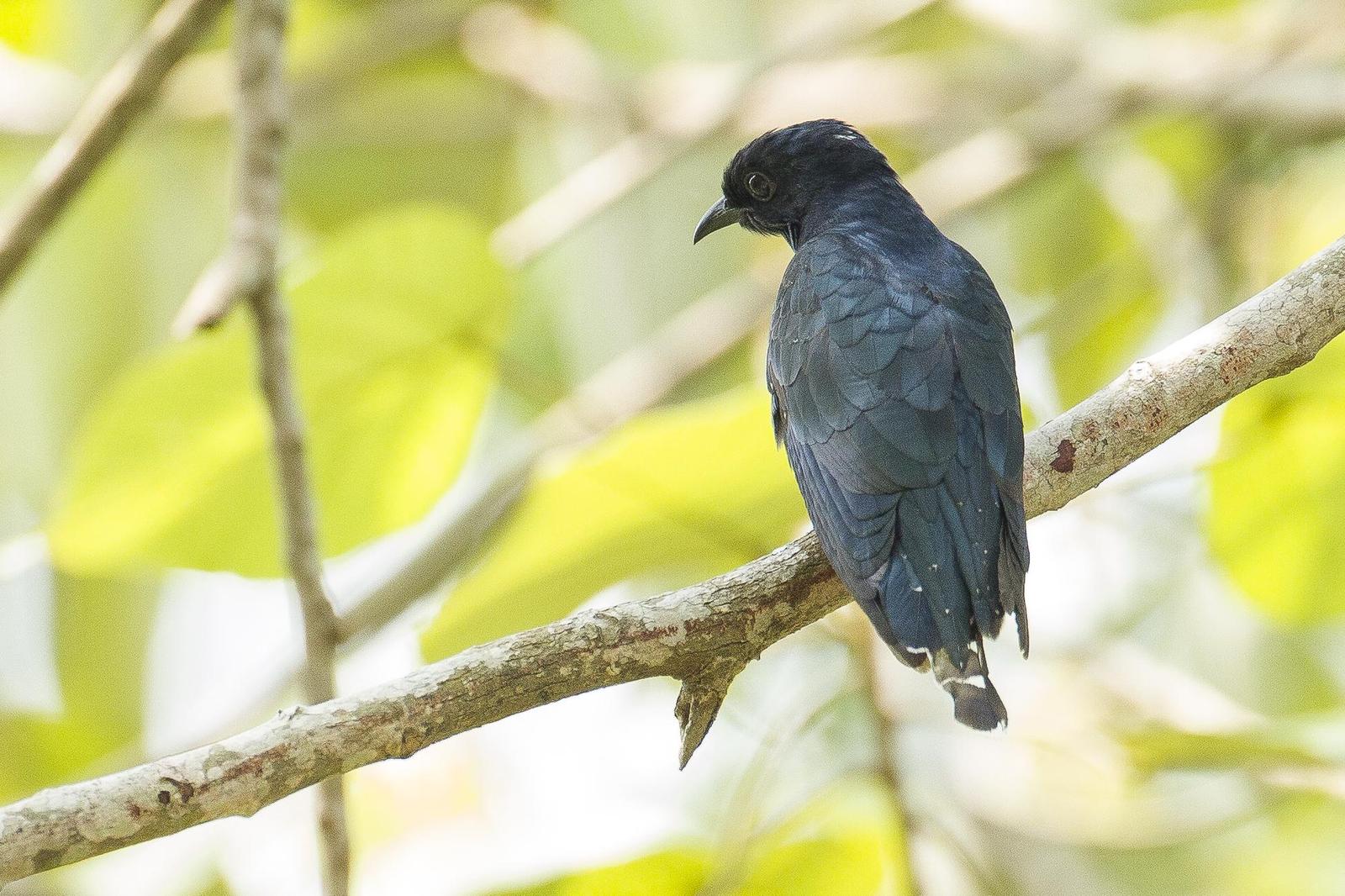 Square-tailed Drongo-Cuckoo Photo by Jeff Schwilk