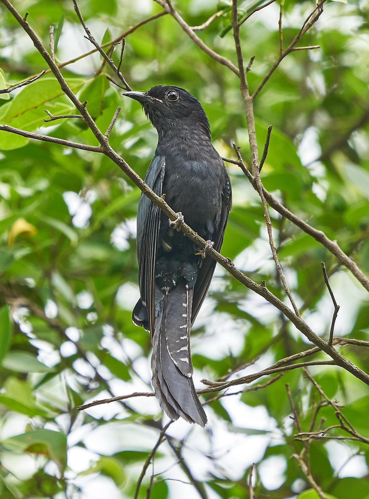 Square-tailed Drongo-Cuckoo Photo by Steven Cheong