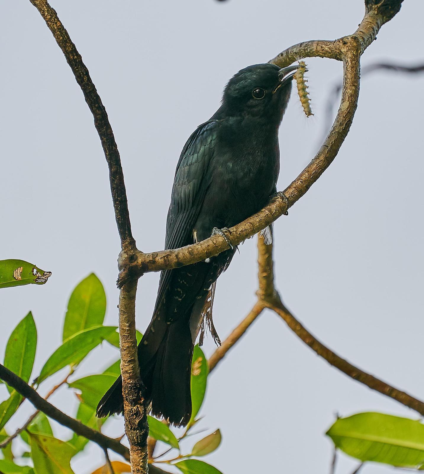 Square-tailed Drongo-Cuckoo Photo by Steven Cheong
