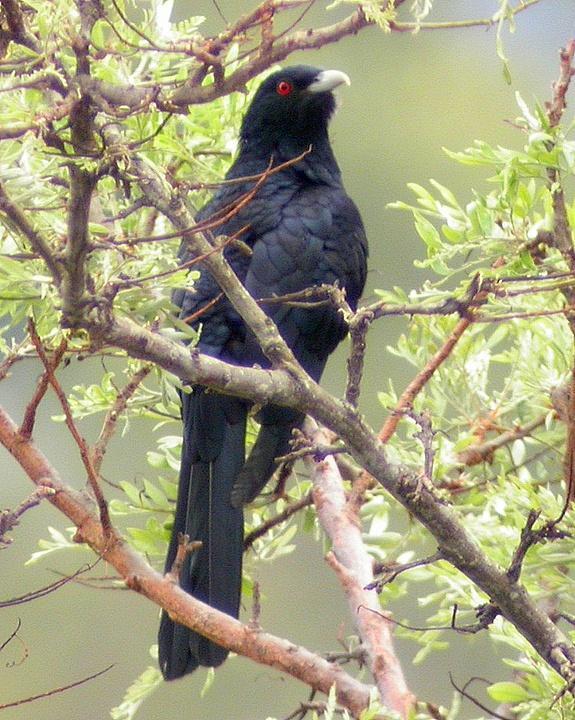 Pacific Koel Photo by Mat Gilfedder
