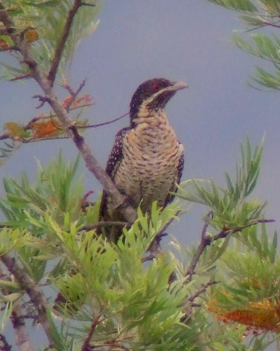 Pacific Koel Photo by Mat Gilfedder